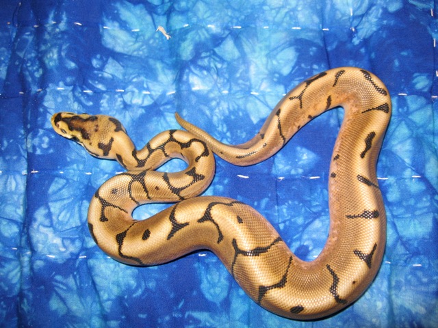 reduced pattern spider male