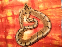 reduced pattern spider male