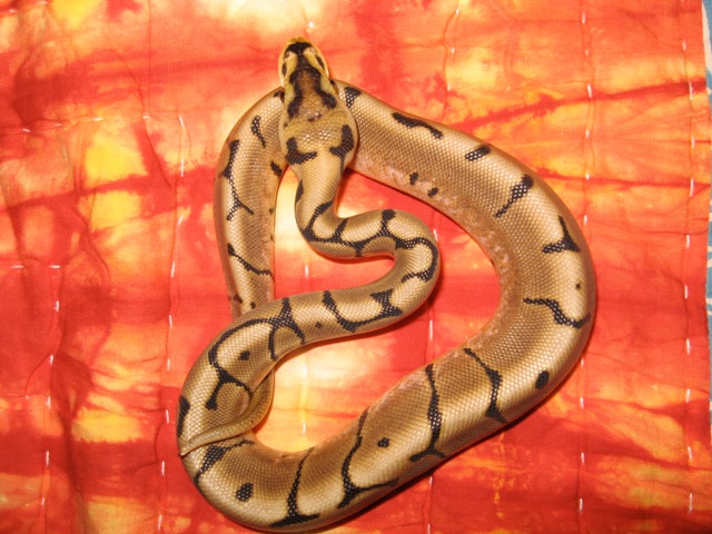reduced pattern spider male