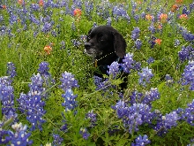 Ashley in the Bluebonnets