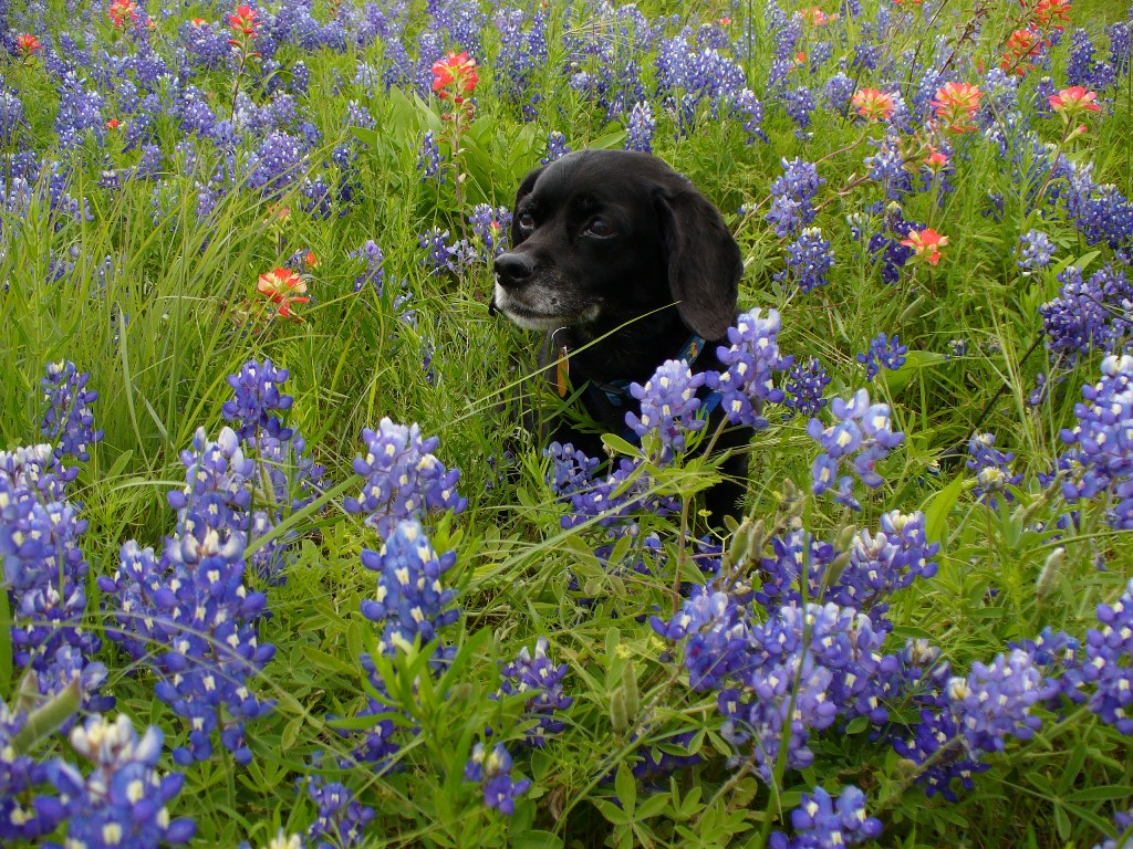 Ashley in the Bluebonnets