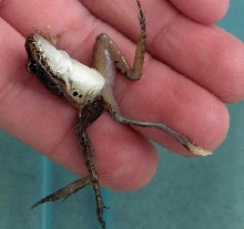Mutated Leopard Frog