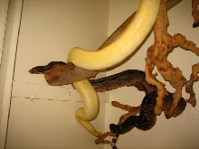 Albino, het albino closet .