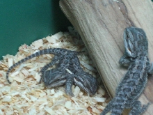 Siamese Beraded Dragons