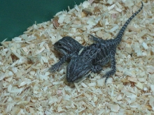 Siamese Bearded Dragons