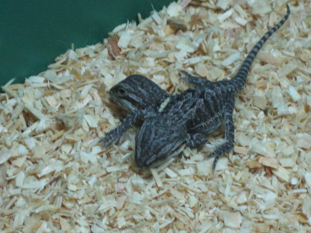 Siamese Bearded Dragons
