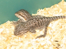 Siamese Bearded Dragons