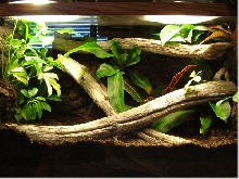 20 Gallon Tropical Living Vivarium