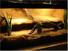 Leopard Gecko 30 gallon Desert Living Vivarium