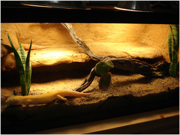 Leopard Gecko 30 gallon Desert Living Vivarium
