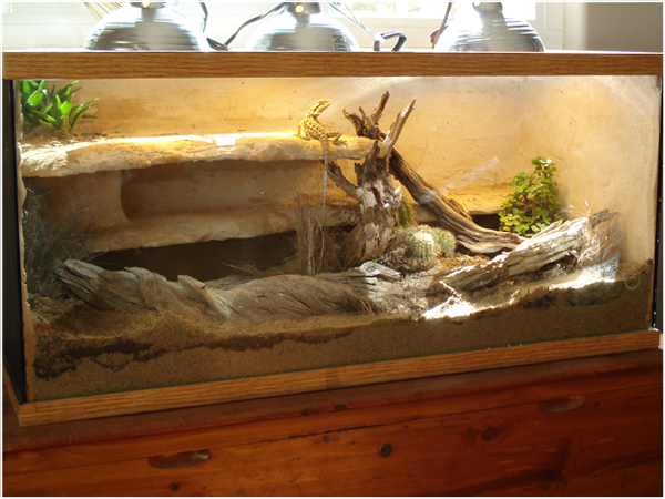 50 Gallon Desert Living Vivarium