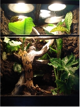 Bubbles the Boa's Tropical Living Vivarium
