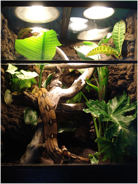 Bubbles the Boa's Tropical Living Vivarium