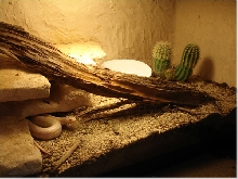 Albino California Kingsnake 10 gallon Tropical Living Vivarium