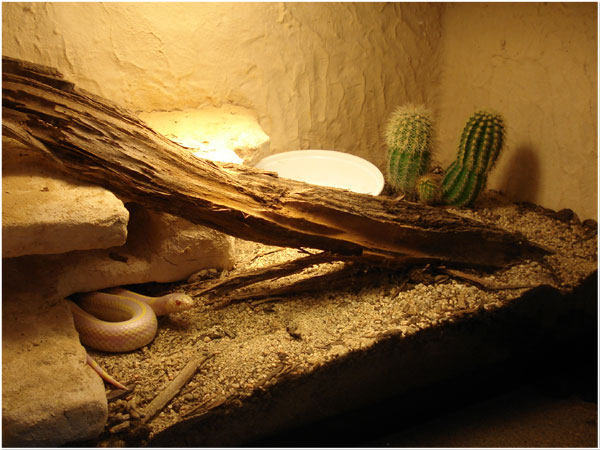 Albino California Kingsnake 10 gallon Tropical Living Vivarium