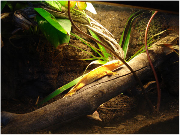 Crested Gecko 10 gallon Tropical Living Vivarium