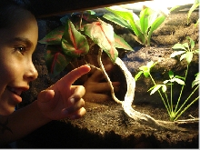 10 Gallon Tropical Living Vivarium