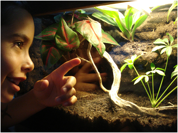 10 Gallon Tropical Living Vivarium