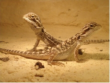 Baby Bearded Dragons basking