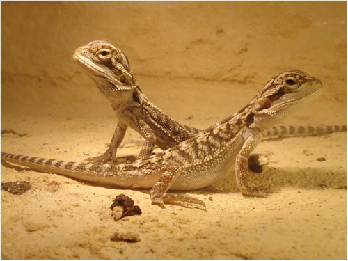 Baby Bearded Dragons basking