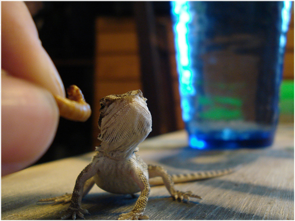 Hand feeding a baby Bearded Dragon