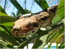 Bubbles the Boa Constrictor Close Up