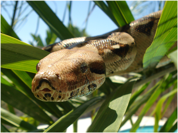 Bubbles the Boa Constrictor Close Up