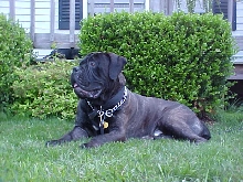 Guard Dog