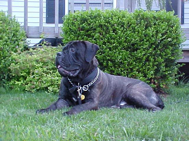 Guard Dog