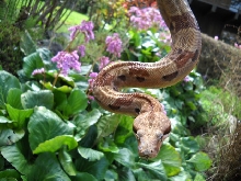Drusilla Summit Hypo
