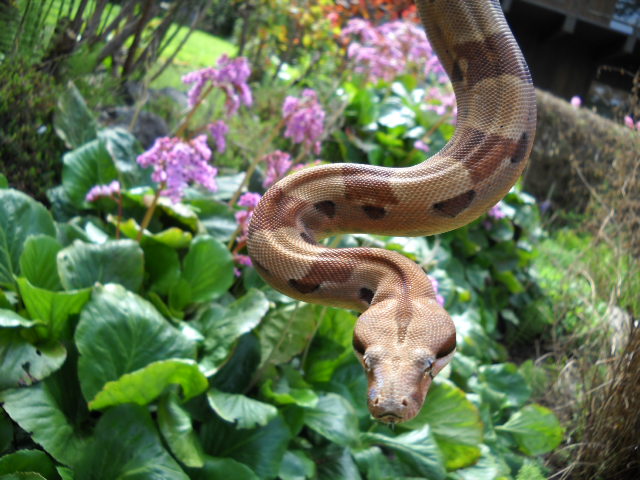 Drusilla Summit Hypo