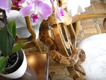 Drusilla Summit Hypo 3