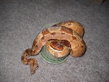 Drusilla post shed