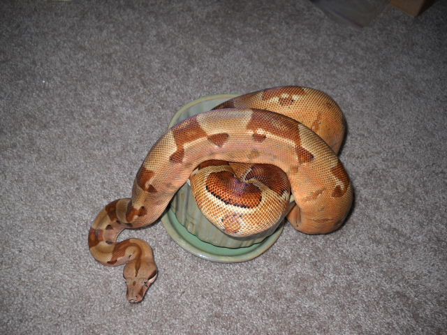 Drusilla post shed