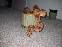 Drusilla- Summit Hypo post shed