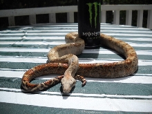 EBV Hog Island