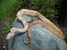 EBV Hog Island Boa Female