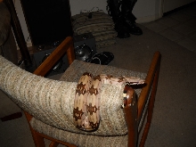 Rose Litter BCC Male
