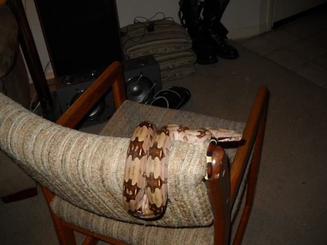 Rose Litter BCC Male