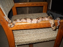 Rose Litter BCC
