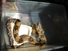 07 Rose Litter Guyana Boa