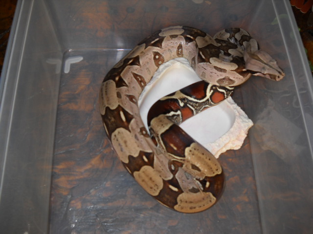 07 Tom Crutchfield Guyana Boa