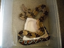 07 Rose Litter Guyana Boa