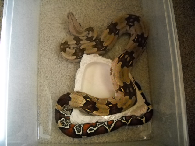 07 Rose Litter Guyana Boa