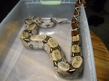 Miss Bathory-Guyana RTB Import