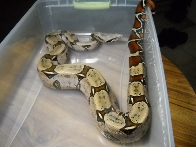 Miss Bathory-Guyana RTB Import