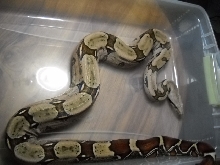 Miss Bathory-Guyana RTB Import pic 2