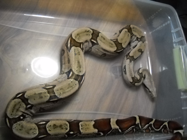 Miss Bathory-Guyana RTB Import pic 2
