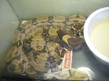 Miss Bothory and Caligulia Courting