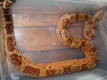 07 Summit Hypo Female pic2
